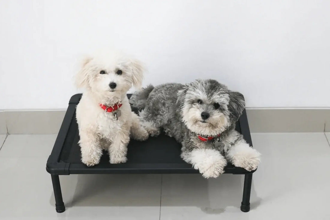 Trendy Pet Collars: Fashion and Function for You and Your Dog