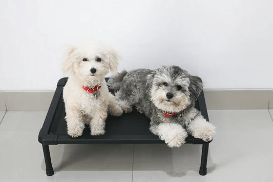 Trendy Pet Collars: Fashion and Function for You and Your Dog